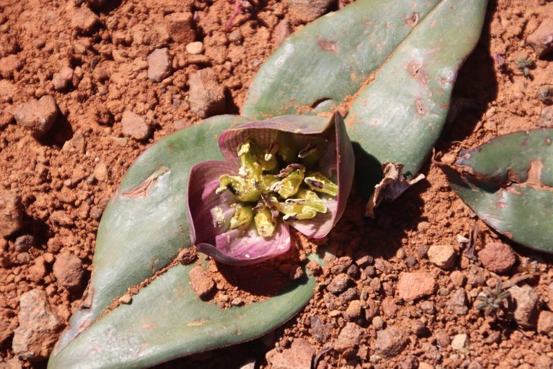Colchicum burchellii, photographed by Tony Rebelo