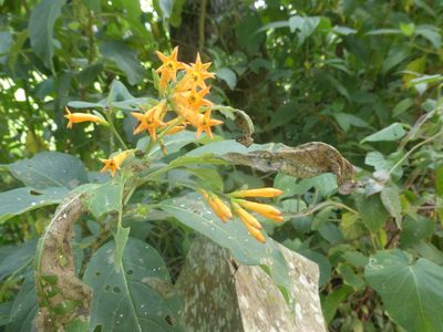 Cestrum aurantiacum, photographed by geralg