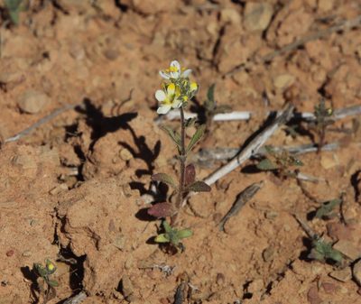 Polycarena aurea, photographed by Tony Rebelo