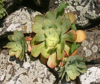 Aeonium cuneatum, photographed by Richard Fuller