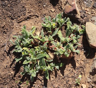 Cleretum papulosum, photographed by Tony Rebelo
