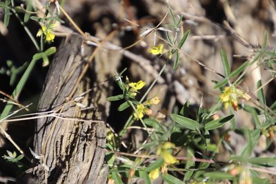 Lotononis falcata, photographed by Tony Rebelo
