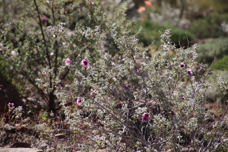 Anisodontea anomala, photographed by Tony Rebelo