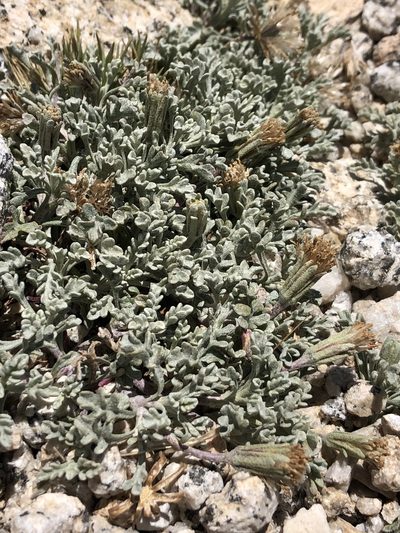 Chaenactis alpigena, photographed by paulexcoff