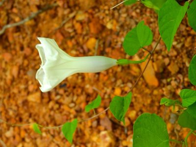 Ipomoea scopulorum, photographed by Francisco Farriols Sarabia