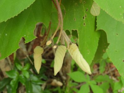 Helicteres baruensis, photographed by Francisco Farriols Sarabia