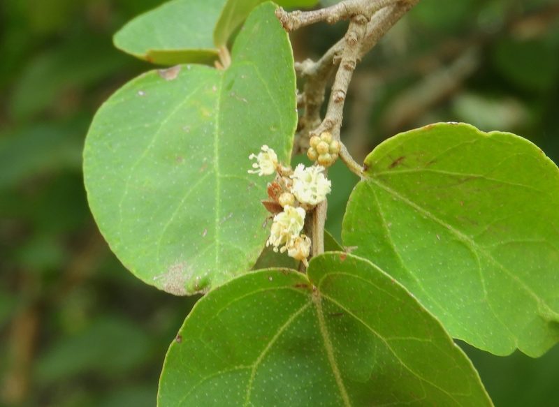 Croton pseudoniveus, photographed by Francisco Farriols Sarabia