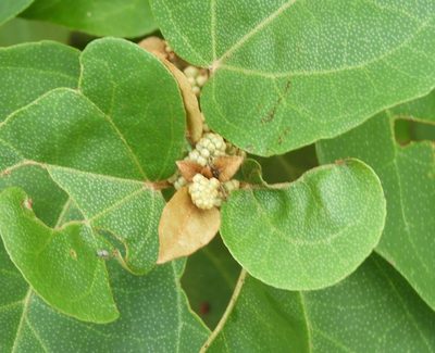 Croton pseudoniveus, photographed by Francisco Farriols Sarabia
