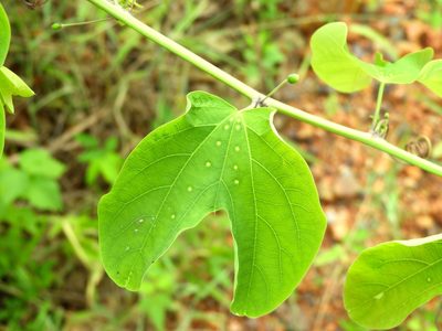 Passiflora mexicana, photographed by Francisco Farriols Sarabia