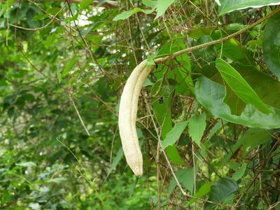 Adenocalymma inundatum, photographed by Francisco Farriols Sarabia