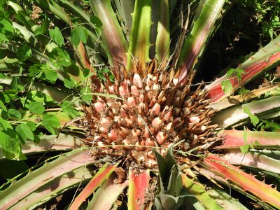 Bromelia karatas, photographed by Francisco Farriols Sarabia