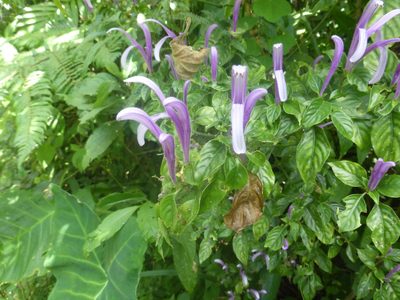 Poikilacanthus macranthus, photographed by geralg