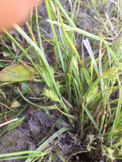 Carex secalina, photographed by Andre Hosper