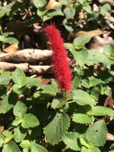 Acalypha herzogiana, photographed by B. Phalan