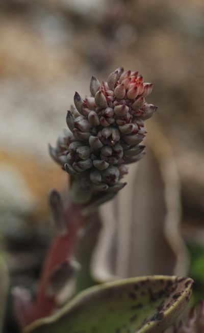 Thompsonella minutiflora, photographed by Carlos Martorell