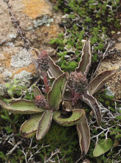 Thompsonella minutiflora, photographed by Carlos Martorell