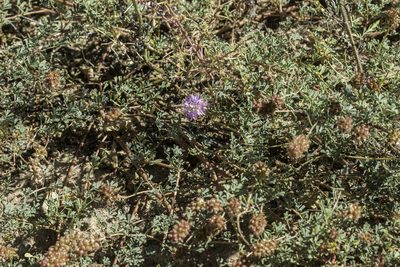 Dalea scariosa, photographed by Craig Martin