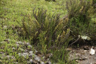 Myriopteris lendigera, photographed by Carlos Martorell