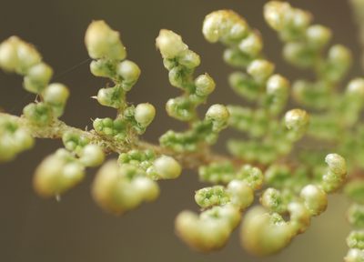 Myriopteris lendigera, photographed by Carlos Martorell