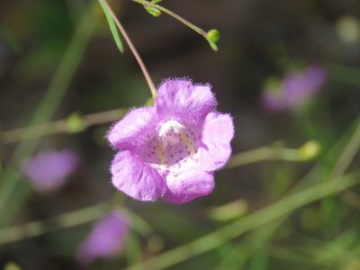 Agalinis gattingeri, photographed by Laura Clark