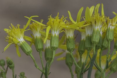 Senecio riddellii, photographed by Craig Martin