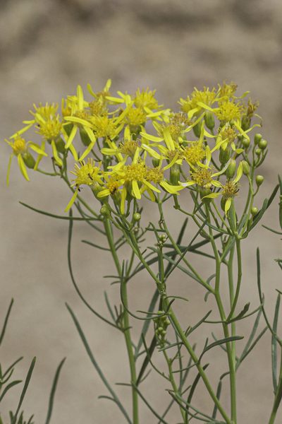 Senecio riddellii, photographed by Craig Martin