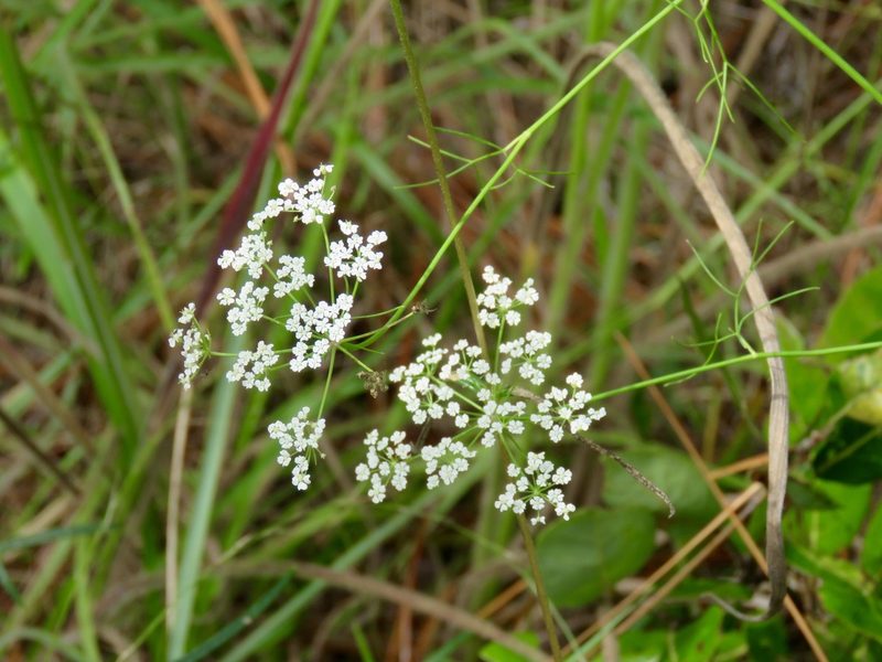 Ptilimnium nuttallii, photographed by Laura Clark