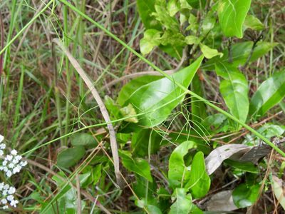 Ptilimnium nuttallii, photographed by Laura Clark