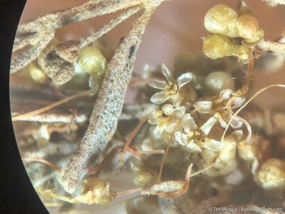 Cuscuta denticulata, photographed by Tim Messick