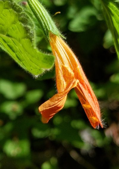 Clinopodium mimuloides, photographed by Alex Heyman