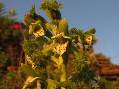 Bipinnula fimbriata, photographed by Nicolás Lavandero