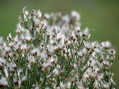 Baccharis angustifolia, photographed by Katja Schulz