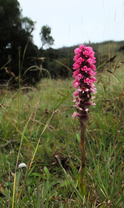 Satyrium nepalense, photographed by Siddarth Machado