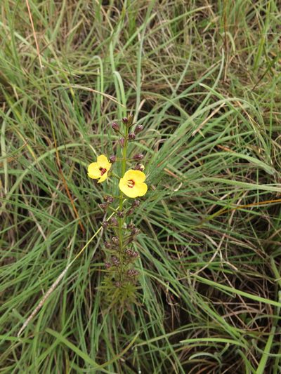 Sopubia trifida, photographed by Siddarth Machado