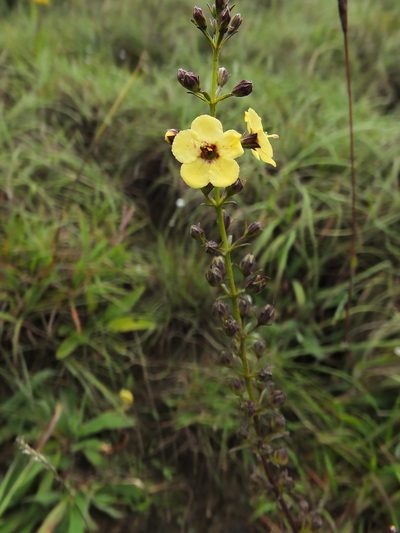 Sopubia trifida, photographed by Siddarth Machado
