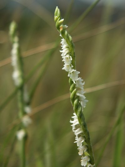 Spiranthes flexuosa, photographed by Siddarth Machado