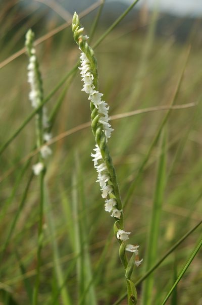 Spiranthes flexuosa, photographed by Siddarth Machado