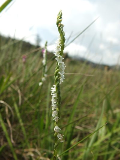 Spiranthes flexuosa, photographed by Siddarth Machado