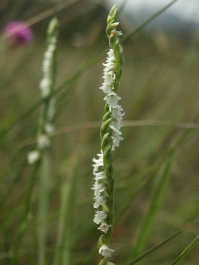 Spiranthes flexuosa, photographed by Siddarth Machado