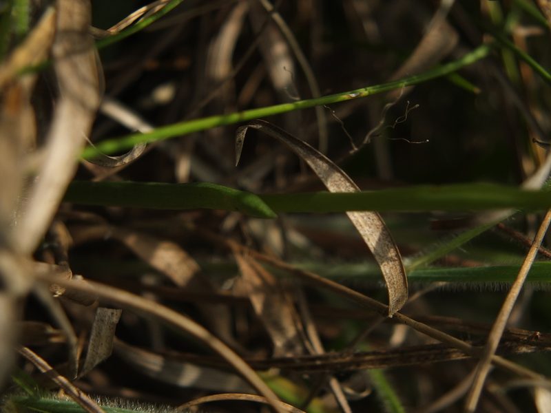Spiranthes flexuosa, photographed by Siddarth Machado