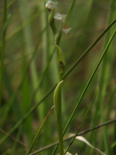 Spiranthes flexuosa, photographed by Siddarth Machado