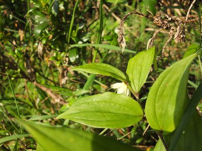 Disporum cantoniense, photographed by Siddarth Machado