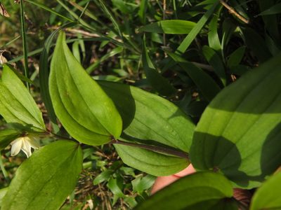 Disporum cantoniense, photographed by Siddarth Machado
