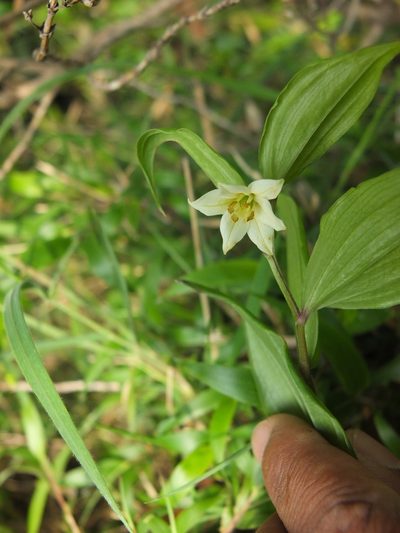 Disporum cantoniense, photographed by Siddarth Machado