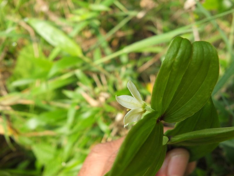 Disporum cantoniense, photographed by Siddarth Machado