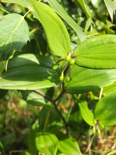 Disporum cantoniense, photographed by Siddarth Machado