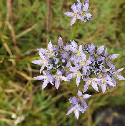 Swertia corymbosa, photographed by Siddarth Machado