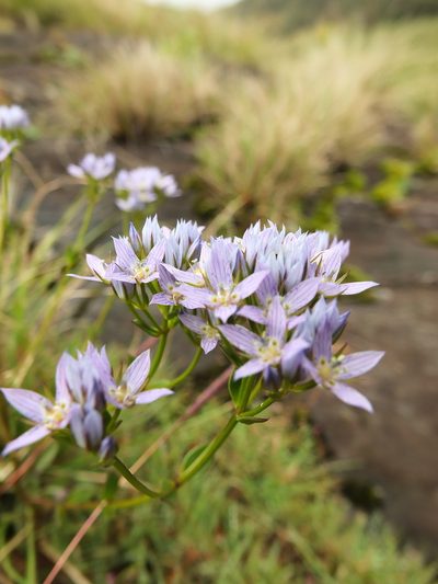 Swertia corymbosa, photographed by Siddarth Machado