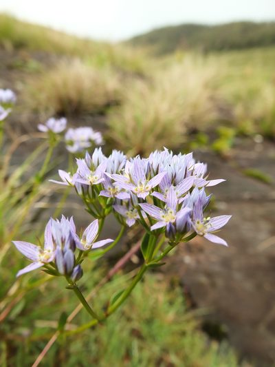 Swertia corymbosa, photographed by Siddarth Machado