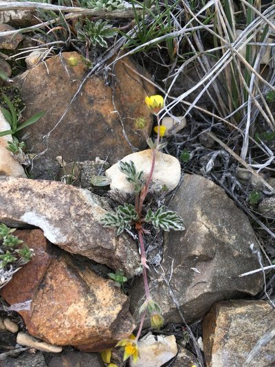 Potentilla morefieldii, photographed by Martin Purdy